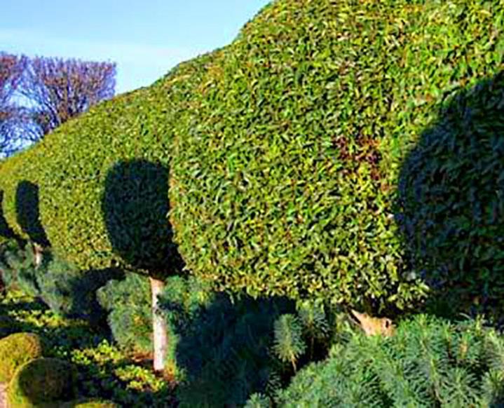 Jardinier élagueur au Bourg-Dun